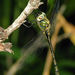 Forest Mosquitohawk - Photo (c) silram, some rights reserved (CC BY-NC), uploaded by silram