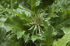 Carduus hamulosus