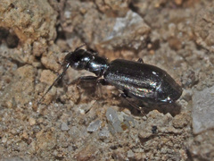 Microlestes