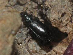 Microlestes