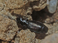 Microlestes