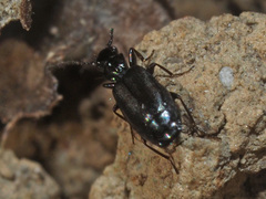 Microlestes