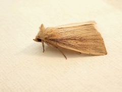 Lophocalama neuritis