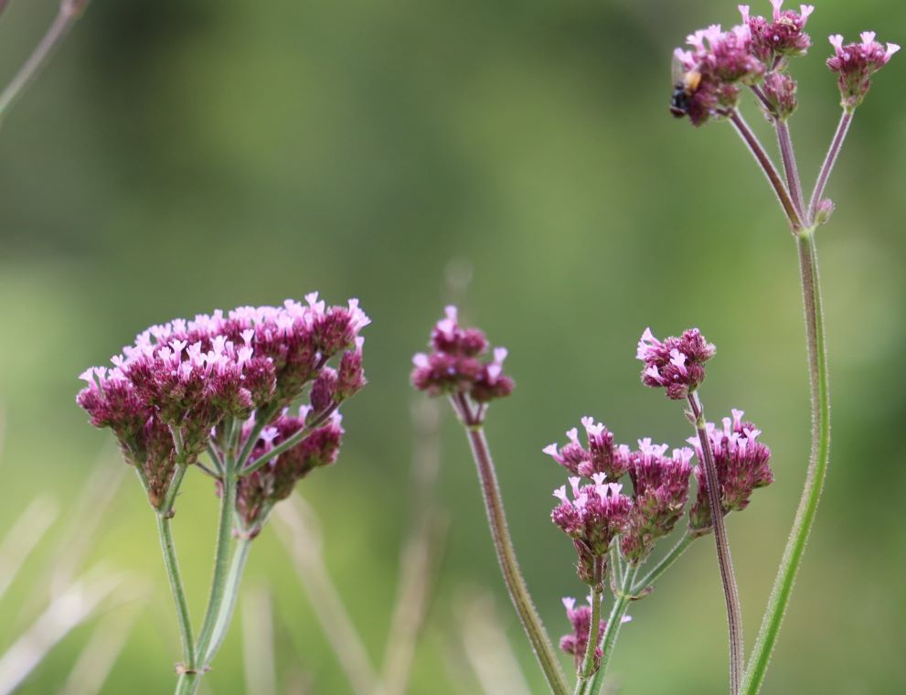 Verbena bonariensis, Van Stadens Pass, Hankey District, South Africa