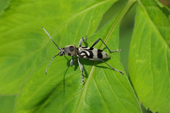 Chlorophorus macaumensis