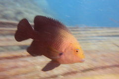 Hemiglyphidodon plagiometopon