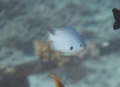 Pomacentrus alexanderae