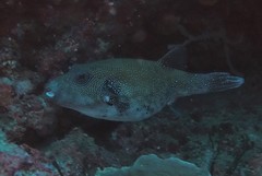 Arothron caeruleopunctatus
