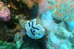 Chromodoris alcalai