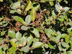 Scurrula parasitica