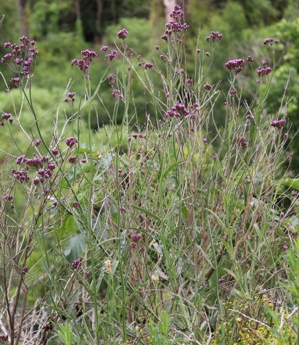 Verbena bonariensis