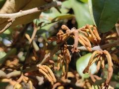 Scurrula parasitica