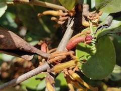 Scurrula parasitica