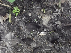 Tragelaphus sylvaticus sylvaticus