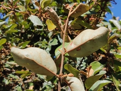 Scurrula parasitica