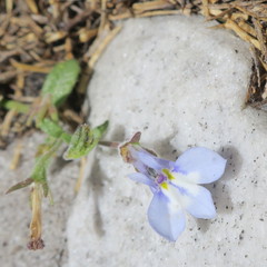 Lobelia boivinii