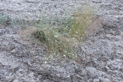 Convolvulus virgatus