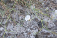 Convolvulus virgatus