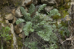 Tanacetum poteriifolium