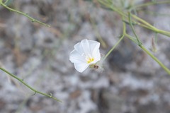 Convolvulus virgatus