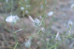 Convolvulus virgatus