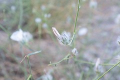 Convolvulus virgatus