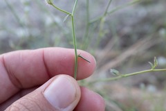Convolvulus virgatus