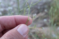 Convolvulus virgatus