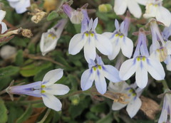 Lobelia boivinii