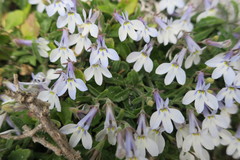 Lobelia boivinii