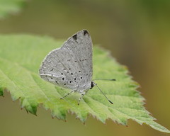 Eirmocides consimilis