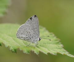 Eirmocides consimilis