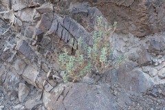Cleome austroarabica