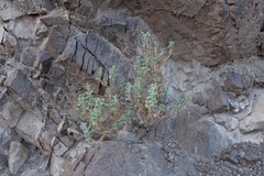 Cleome austroarabica