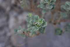 Cleome austroarabica