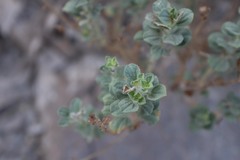 Cleome austroarabica