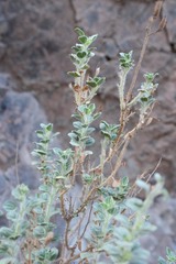 Cleome austroarabica