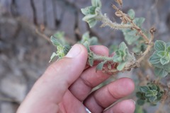 Cleome austroarabica