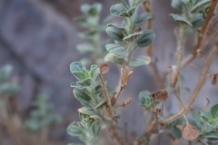 Cleome austroarabica