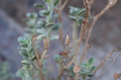 Cleome austroarabica