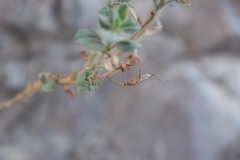 Cleome austroarabica