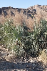 Nannorrhops ritchiana