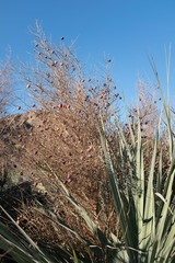 Nannorrhops ritchiana