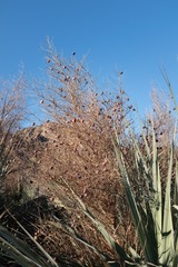 Nannorrhops ritchiana