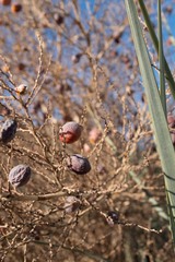 Nannorrhops ritchiana