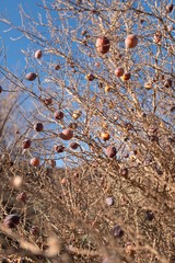 Nannorrhops ritchiana