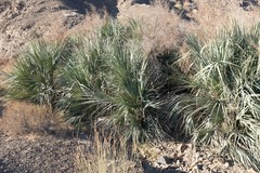 Nannorrhops ritchiana