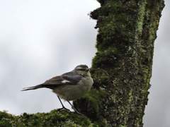 Conirostrum cinereum