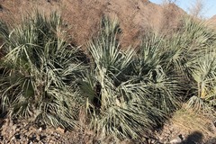 Nannorrhops ritchiana