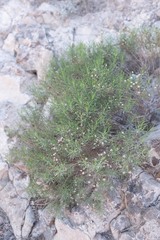 Pulicaria glutinosa
